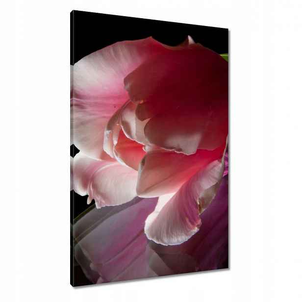 Obrazy 60x90 Růžový květ Tulipán