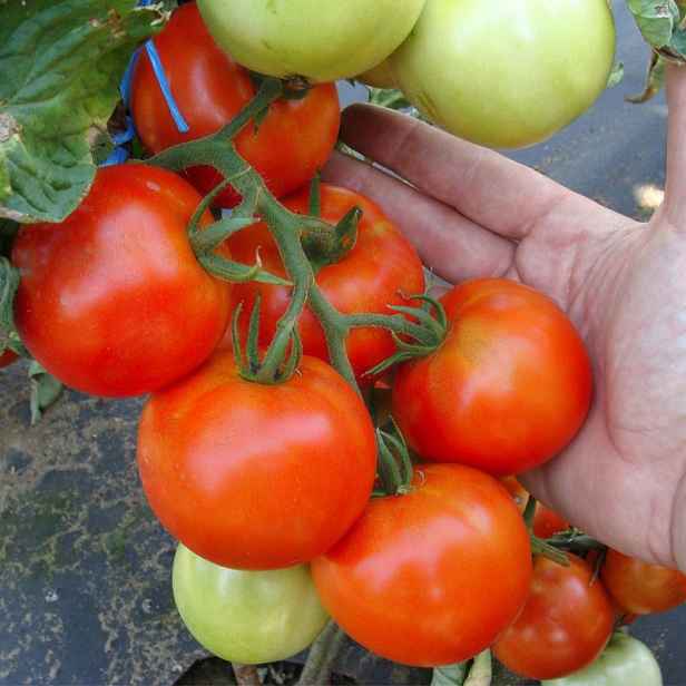 Culina Botanica Rajče Pálava F1
