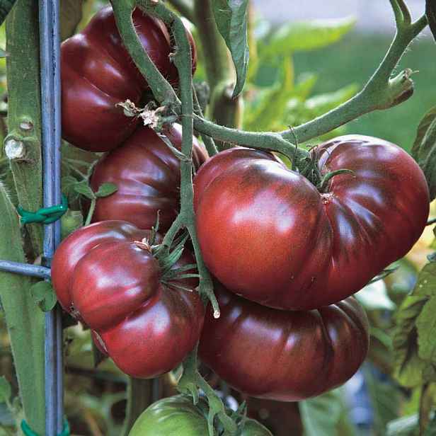 Culina Botanica Rajče černé z Krymu