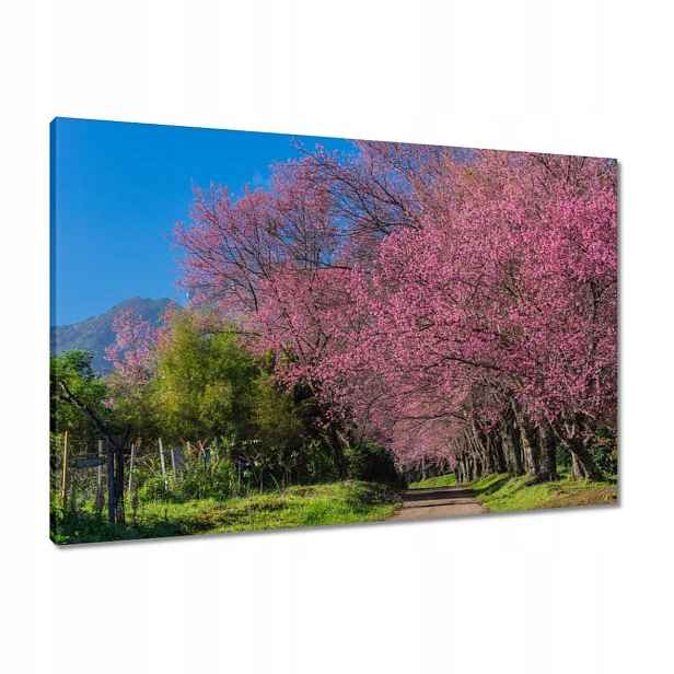 Obrazy 90x60 Kvetoucí višeň