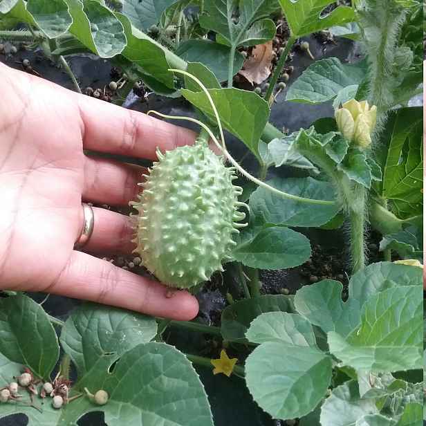 Culina Botanica Okurka West India Burr Gherki / Anguria