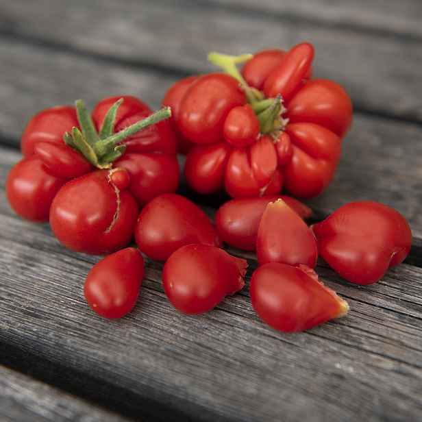 Culina Botanica Rajče Voyage