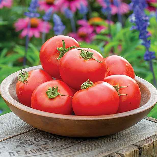 Culina Botanica Rajče Crimson Crush F1 - nejodolnější proti plísni