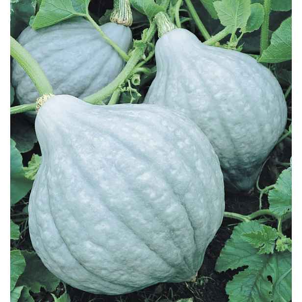Culina Botanica Dýně Blue Hubbard