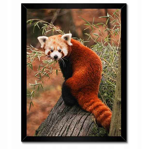 Plakáty v rámu 30x40 Pandka rudá panda malá panda červená menší