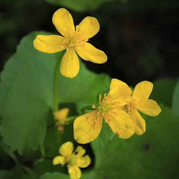 Culina Botanica Vlaštovičník větší