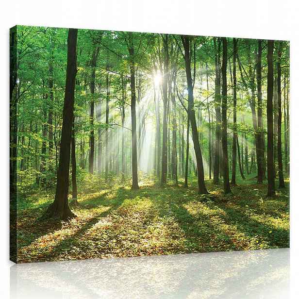 Obraz Na Plátně Canvas 80x60 Les Stromy Slunce