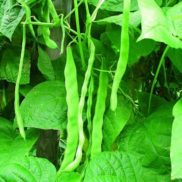 Culina Botanica Fazol Helda