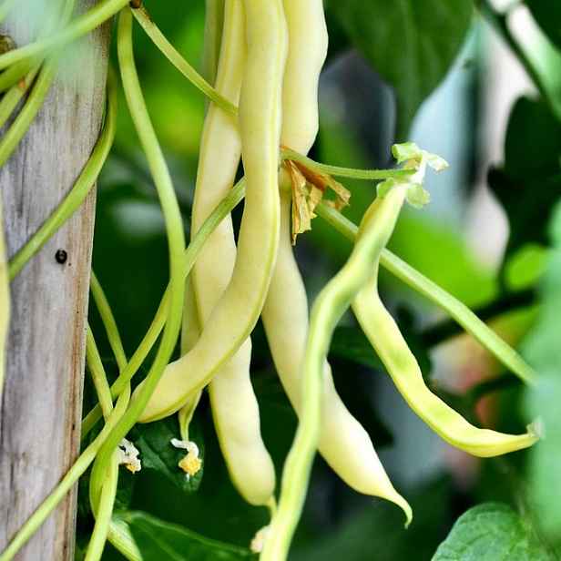 Culina Botanica Fazol Neckargold