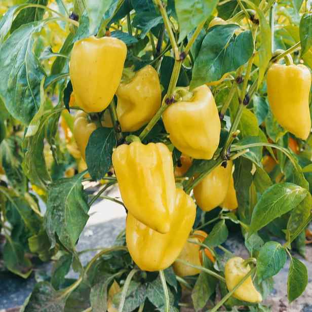 Culina Botanica Paprika Zlata