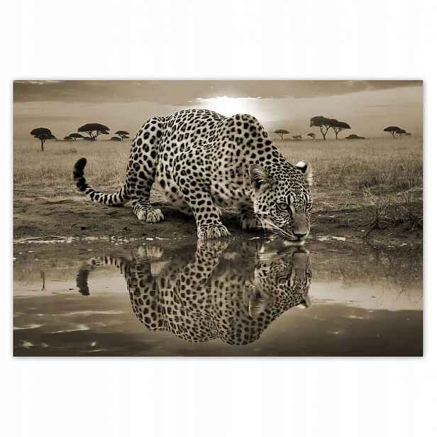 Fototapety 200x135 Gepard Tygr Zvířata Obývací Pokoj