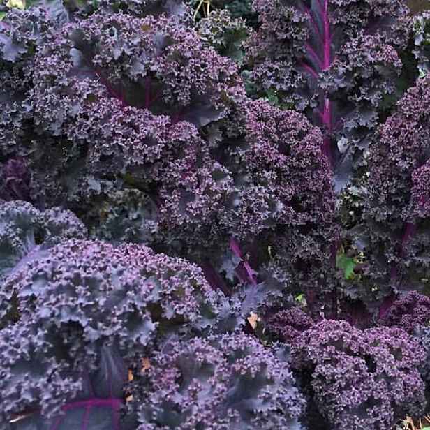 Culina Botanica Kadeřávek červený Scarlet