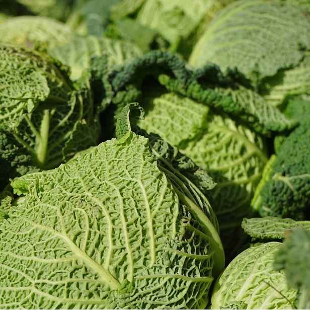Culina Botanica Kapusta hlávková velmi raná žlutá