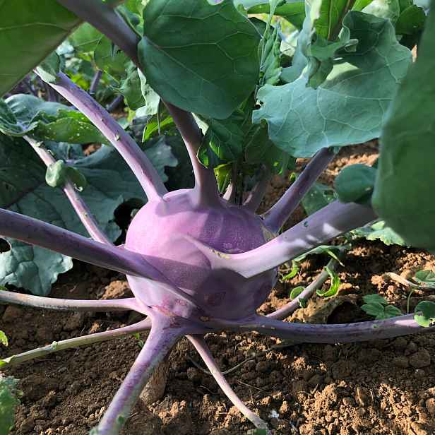 Culina Botanica Kedluben modrý raný Blankyt