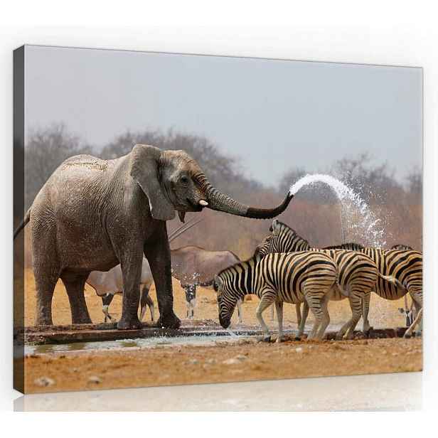 Obraz Na Plátně Canvas 70x50 Slon Zebra Zábava