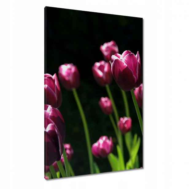 Obrazy 80x120 Fialové tulipány