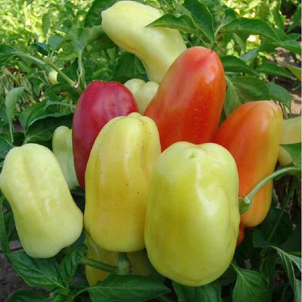 Culina Botanica Paprika Boneta