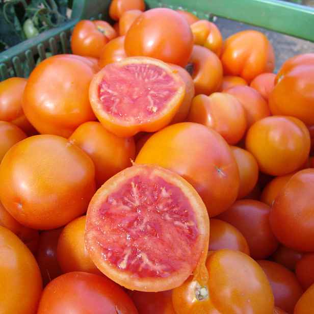 Culina Botanica Rajče tyčkové oranžové Zlatava