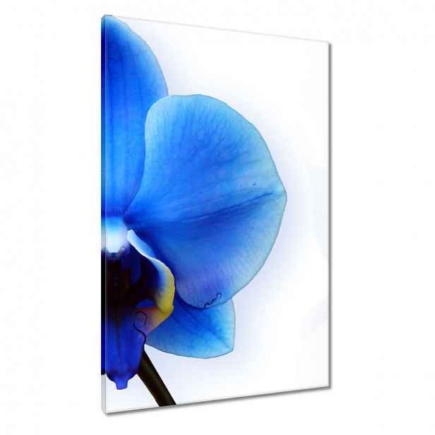 Obrazy 60x90 Modrý orchidej