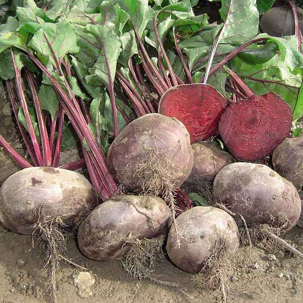 Culina Botanica Řepa salátová Kahira