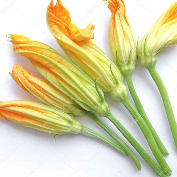 Culina Botanica Cuketa květy