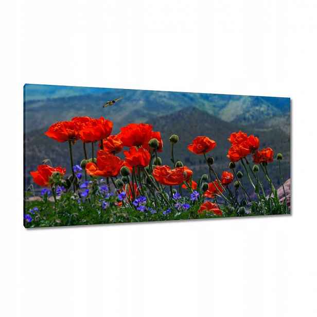 Obrazy 115x55 Červené máky Květiny