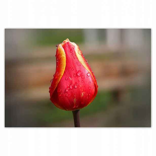 Plakáty 185x125 Červeno-žlutý tulipán