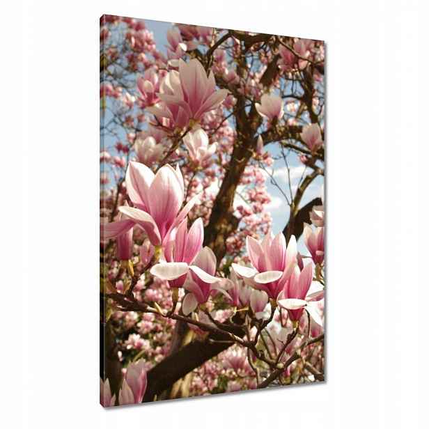 Obrazy 60x90 Magnolie Květiny Světle Modrá