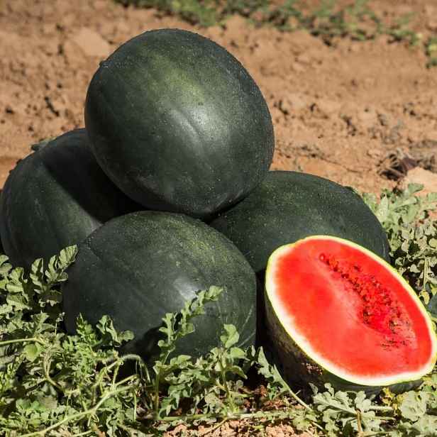 Culina Botanica Meloun Lajko 2 F1