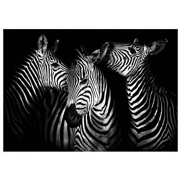 Fototapeta flizelina Zebra Černé pruhy africké exotiky 368x280 lepidlo