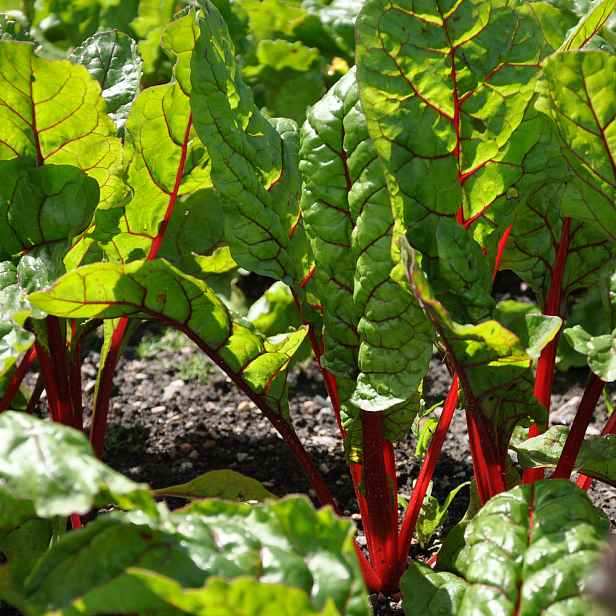 Culina Botanica Mangold červený Rhubarb Chard