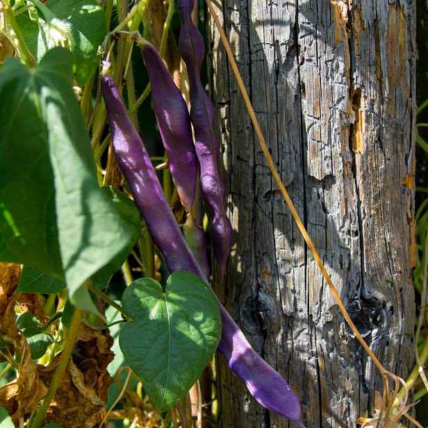 Culina Botanica Fazolky keříčkové Purple Queen