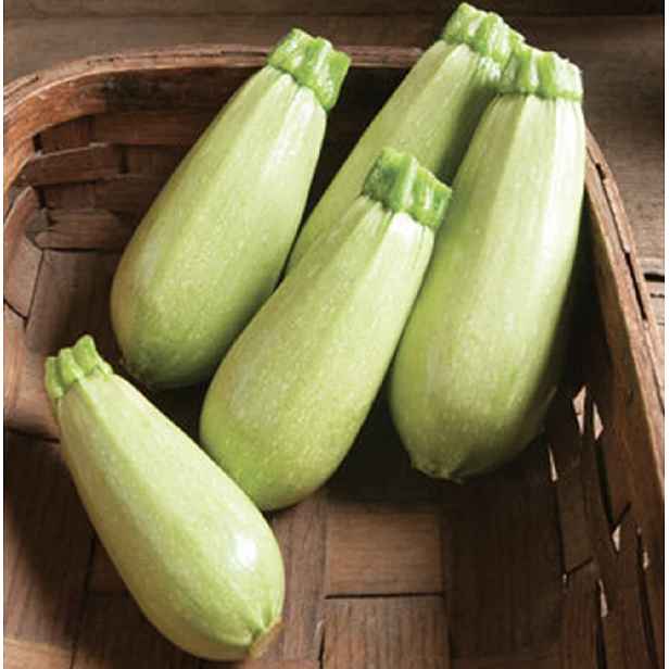 Culina Botanica Cuketa Libanonská bílá