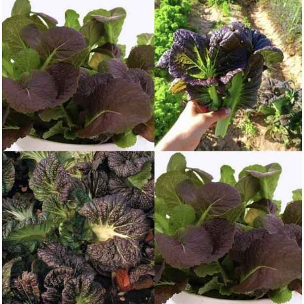 Culina Botanica Amsoi Osaka Purpurová - listová hořčice