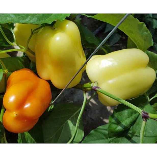 Culina Botanica Paprika Soroksari