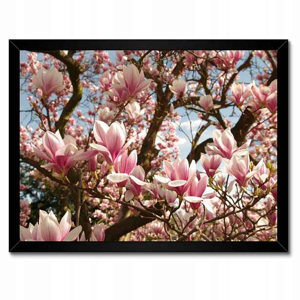 Plakáty v rámu 40x30 Magnolie Květiny Světle Modrá