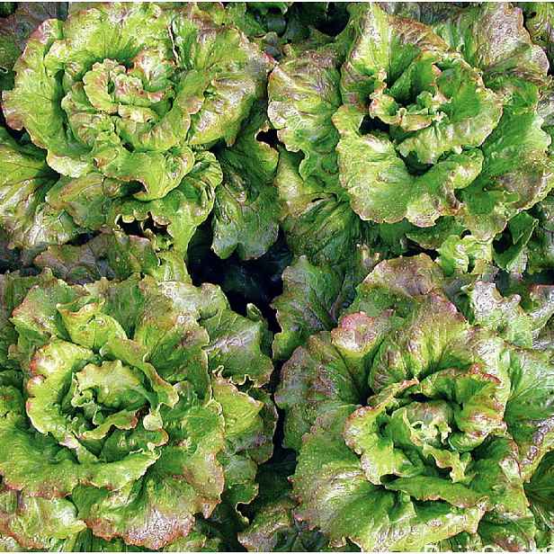 Culina Botanica Salát "Zázrak z Verana"