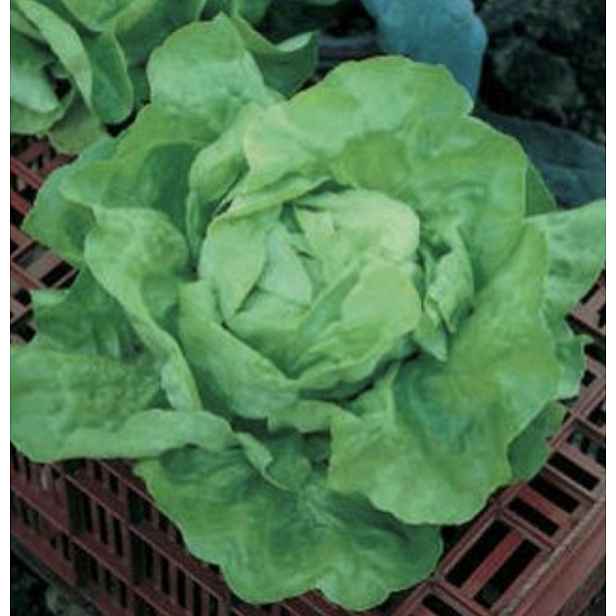 Culina Botanica Salát Ledový král / Nansenův severní pól