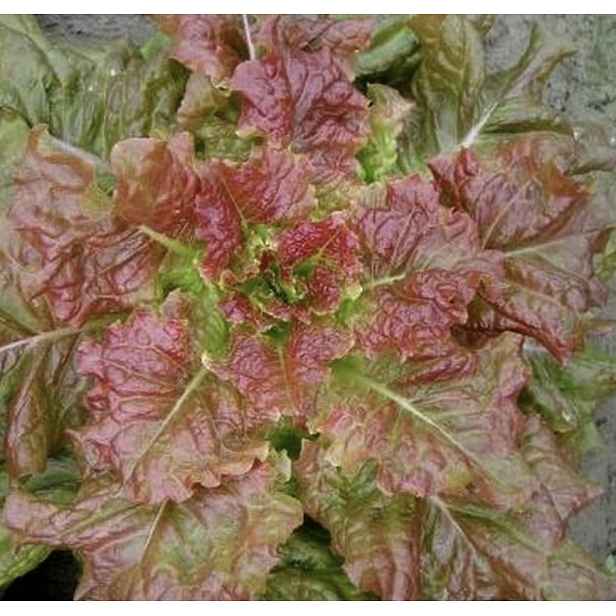 Culina Botanica Salát klášterní červený