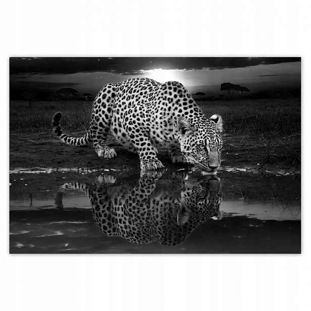 Fototapety 200x135 Na Zeď Gepard Tygr Salon