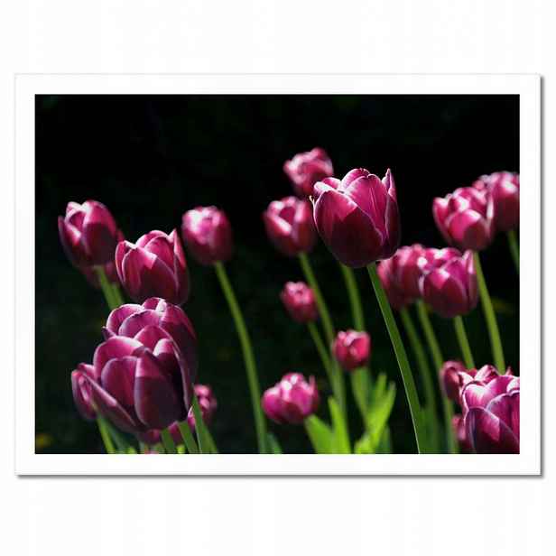 Plakáty v rámu 40x30 Fialové tulipány