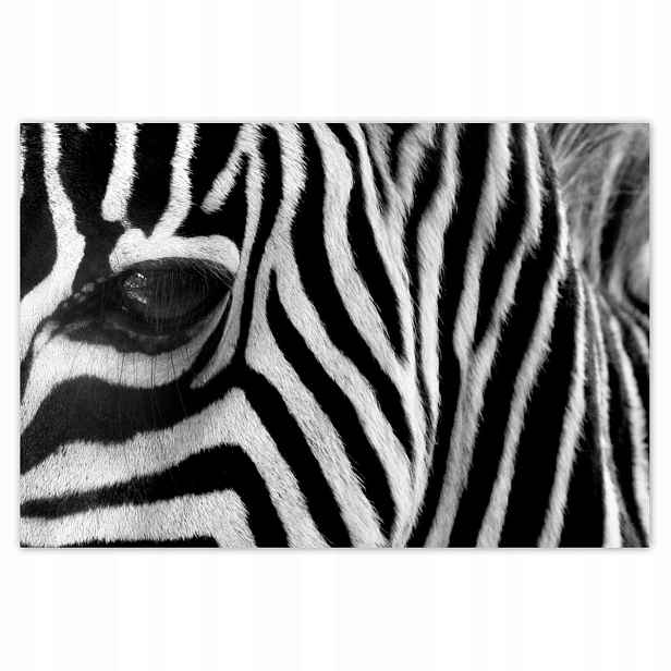 Plakáty 200x135 Černobílé pruhy Zebra