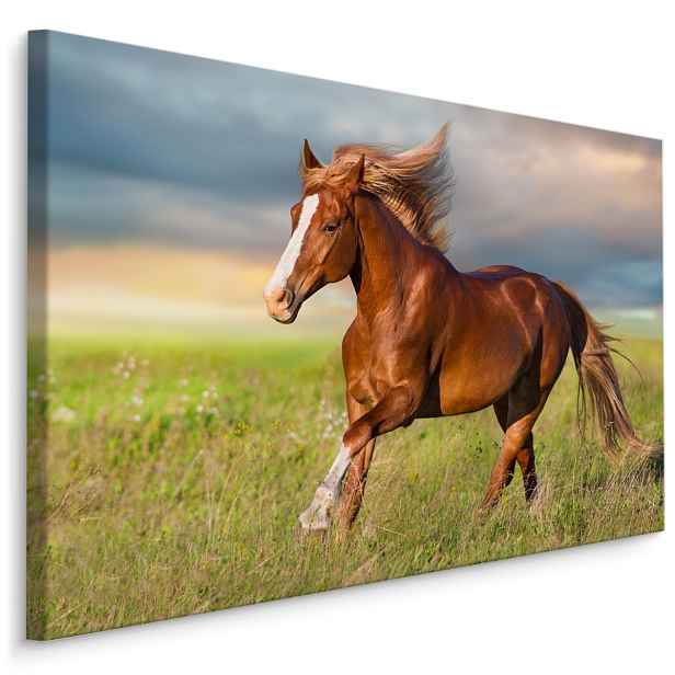 MyBestHome BOX Plátno Cválající Kůň Varianta: 100x70
