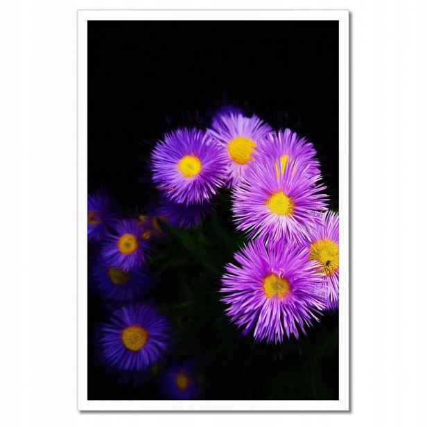 Plakáty v rámu 40x60 Fialové květy aster