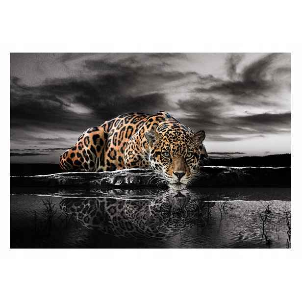 Fototapeta Tygr Jaguar Zvířata Jezero 254x184