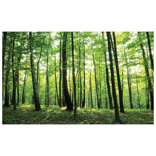 Vliesová fototapeta Zelený les Stromy Slunce Perspektiva 250x175 lepidlo