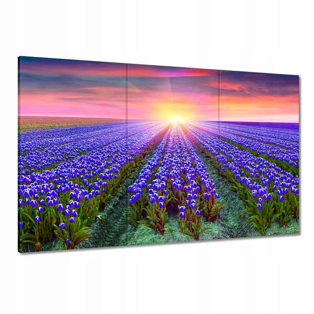 Obrazy 120x80 Moře tulipánů Tulipány