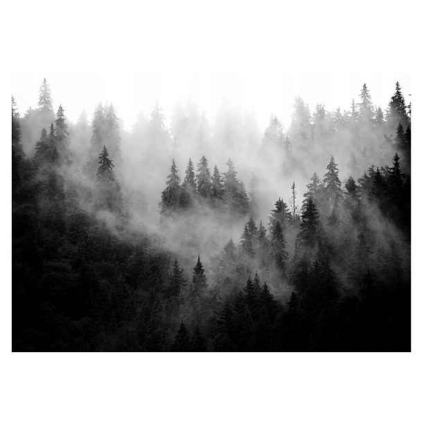 Fototapeta Les V Mlze, černobílé stromy 208x146