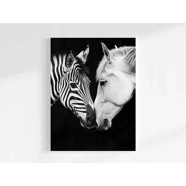 Plakát Portrét Kůň Zebra Bílý Černý Kontrast B&w 75x100