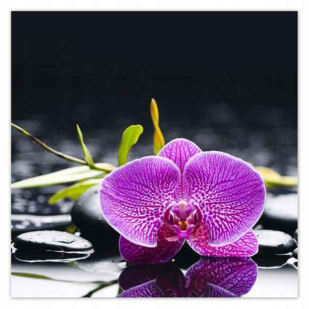 Plakáty 140x140 Fialová orchidej